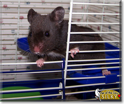 Silky, the Pet of the Day Silky, the Pet of the Day