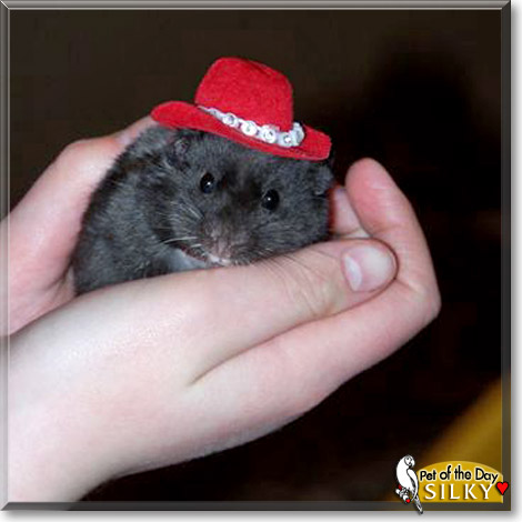 Silky, the Pet of the Day Silky, the Pet of the Day