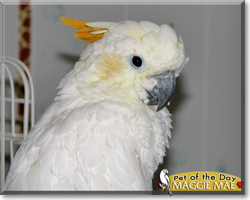 Maggie Mae, the Pet of the Day Maggie Mae, the Pet of the Day
