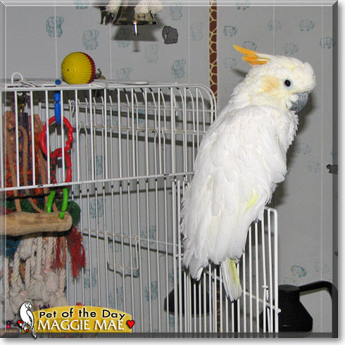 Maggie Mae, the Pet of the Day Maggie Mae, the Pet of the Day