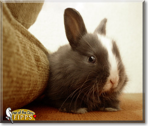 Fipps, the Pet of the Day