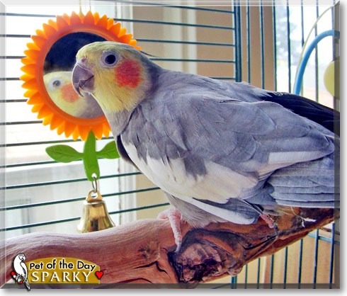 Sparky, the Pet of the Day