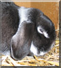 Mäxle the Holland Lop Rabbit