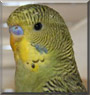 Eddie the Budgie
