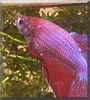 Professor Plum the Betta Splendens