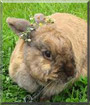 Mollie the Rabbit