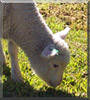 Buddy the Sheep