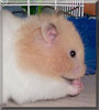 Little Bit the Teddy Bear Hamster