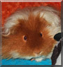 Capucine the Peruvian Guinea Pig
