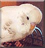 Snoopy the Budgie