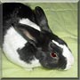Thumper the Netherland Dwarf rabbit