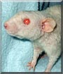 Maggie the Dumbo Rat