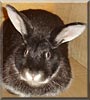 Lilac the Rabbit