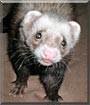 Pauly the Ferret