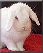 Miel the Holland lop Rabbit