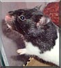 Trixie the Hamster