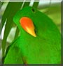 Max the Eclectus Parrot