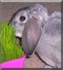 Molly the Mini Lop, Rex
