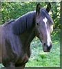 Sir Sedderick the Horse
