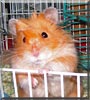 Twinkie the Teddy Bear Hamster