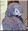 Emily the Congo African Grey
