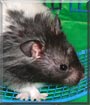 Oreo the Panda Bear Hamster