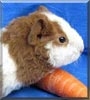 Teddy the Guinea Pig