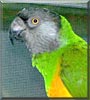 Djimo the Senegal Parrot