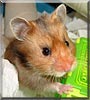 Poppet the Golden Hamster