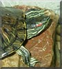 Ted the Red Eared Slider