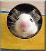 Poindexter the Mouse