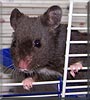 Silky the Black bear hamster