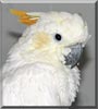 Maggie Mae the Crested Cockatoo