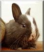 Fipps the Dwarf Rabbit