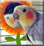 Sparky the Cockatiel