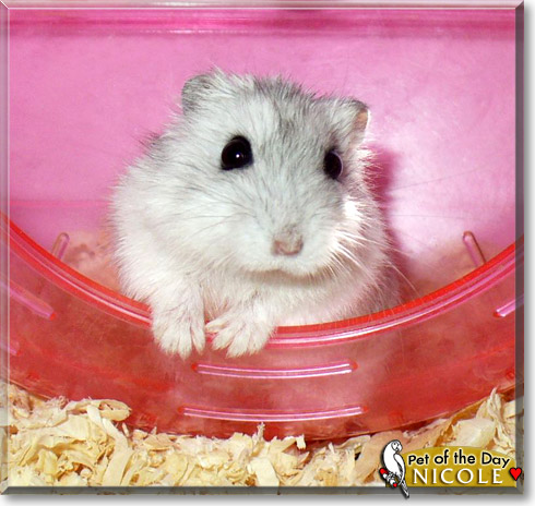 Nicole, the Pet of the Day Nicole, the Pet of the Day