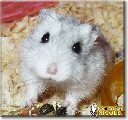 Nicole, the Pet of the Day Nicole, the Pet of the Day