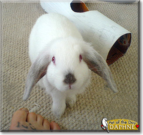 Daphne, the Pet of the Day Daphne, the Pet of the Day