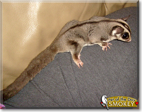 Smokey, the Pet of the Day Smokey, the Pet of the Day