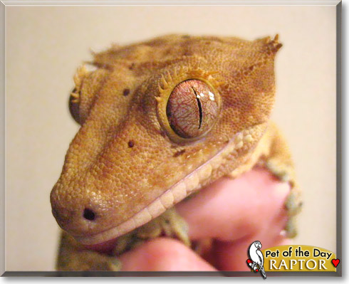 Raptor, the Pet of the Day Raptor, the Pet of the Day