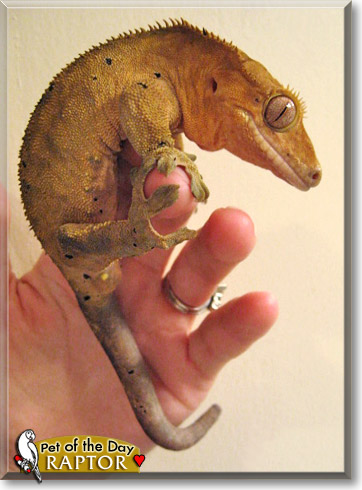 Raptor, the Pet of the Day Raptor, the Pet of the Day