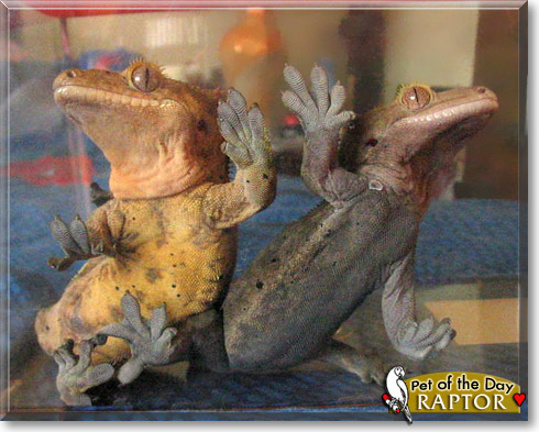 Raptor, the Pet of the Day Raptor, the Pet of the Day
