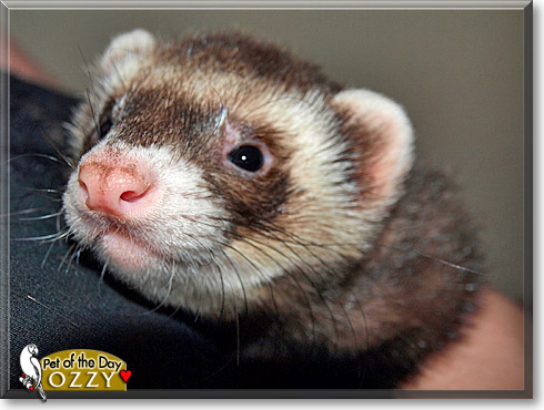 Ozzy, the Pet of the Day Ozzy, the Pet of the Day