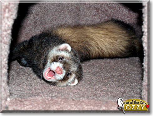 Ozzy, the Pet of the Day Ozzy, the Pet of the Day