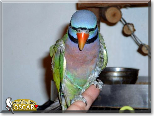 Oscar, the Pet of the Day
