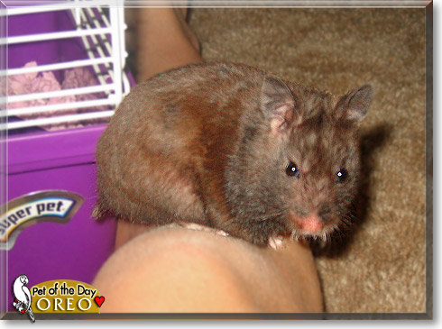 Oreo, the Pet of the Day