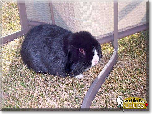Chubs, the Pet of the Day Chubs, the Pet of the Day