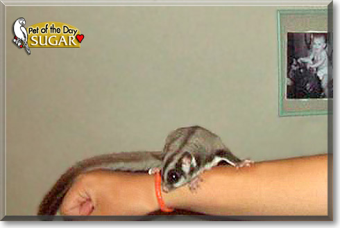 Sugar, the Pet of the Day Sugar, the Pet of the Day