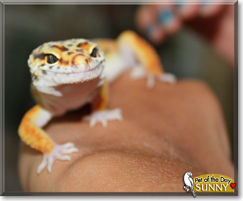 Sunny, the Pet of the Day Sunny, the Pet of the Day