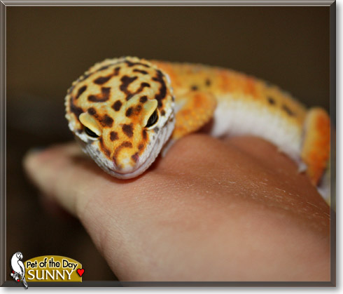 Sunny, the Pet of the Day Sunny, the Pet of the Day
